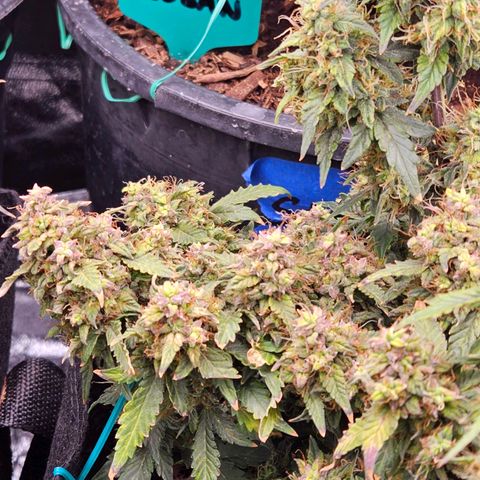 Chocolate mints og auto growlog timeline photo
