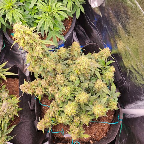 Chocolate mints og auto growlog timeline photo