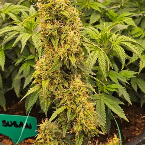 Chocolate mints og auto growlog timeline photo