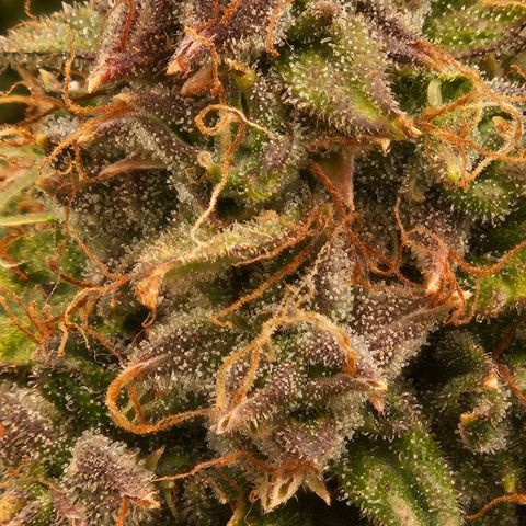 Chocolate mints og auto growlog timeline photo
