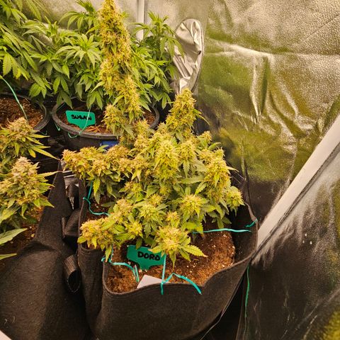 Chocolate mints og auto growlog timeline photo