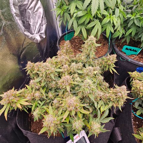 Chocolate mints og auto growlog timeline photo