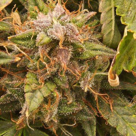 Chocolate mints og auto growlog timeline photo