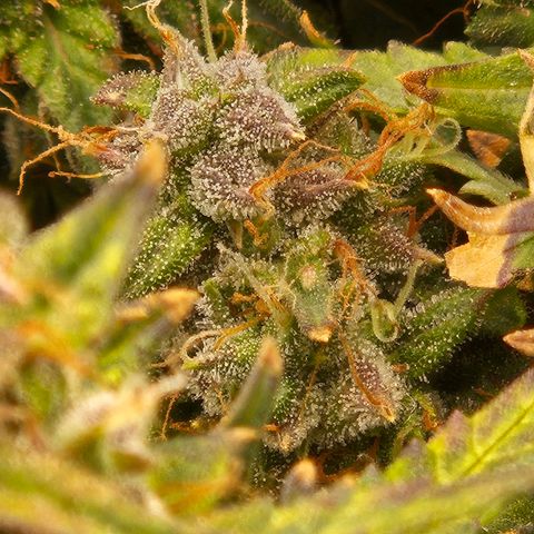 Chocolate mints og auto growlog timeline photo