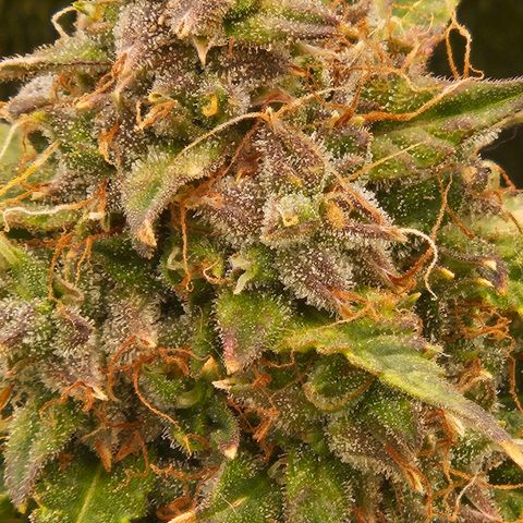 Chocolate mints og auto growlog timeline photo