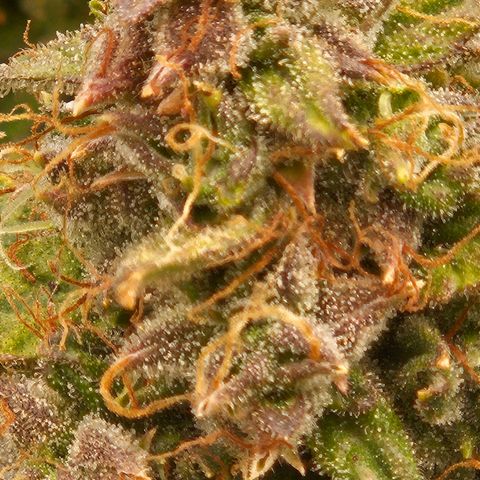 Chocolate mints og auto growlog timeline photo