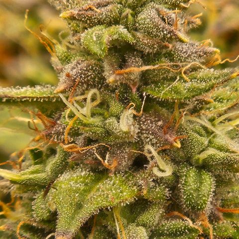 Chocolate mints og auto growlog timeline photo