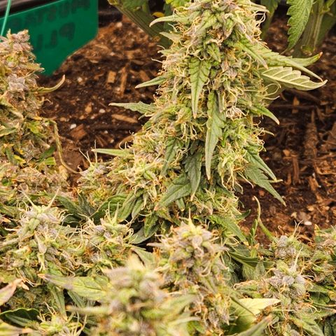Chocolate mints og auto growlog timeline photo