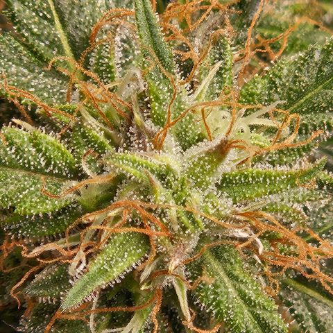 Chocolate mints og auto growlog timeline photo