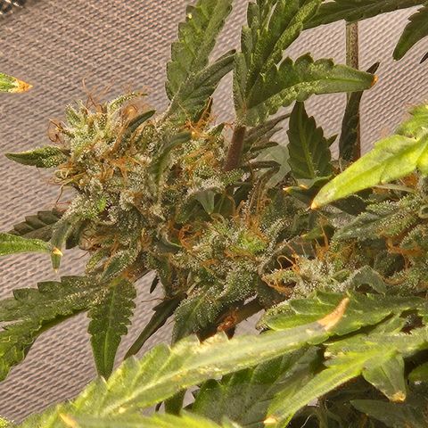 Chocolate mints og auto growlog timeline photo