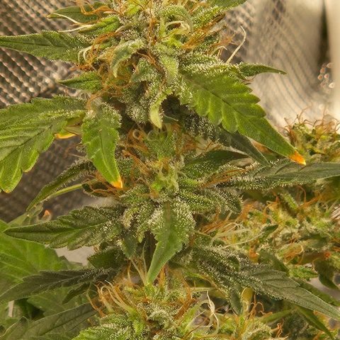Chocolate mints og auto growlog timeline photo