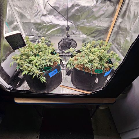 Chocolate mints og auto growlog timeline photo