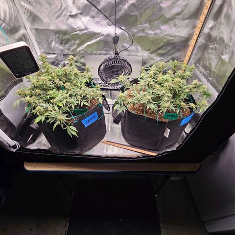 Chocolate mints og auto growlog timeline photo