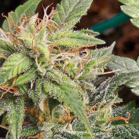 Chocolate mints og auto growlog timeline photo