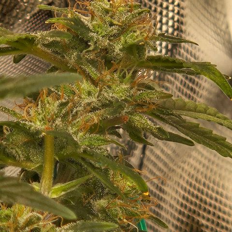 Chocolate mints og auto growlog timeline photo