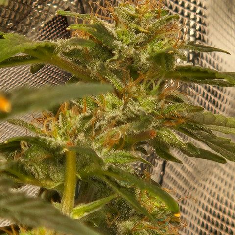 Chocolate mints og auto growlog timeline photo