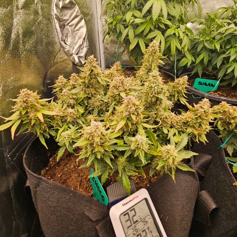 Chocolate mints og auto growlog timeline photo