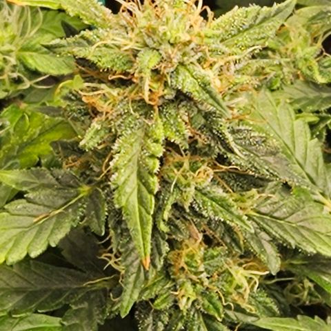 Chocolate mints og auto growlog timeline photo
