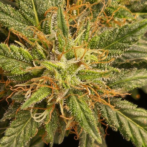 Chocolate mints og auto growlog timeline photo