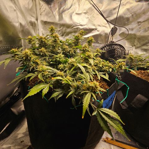 Chocolate mints og auto growlog timeline photo