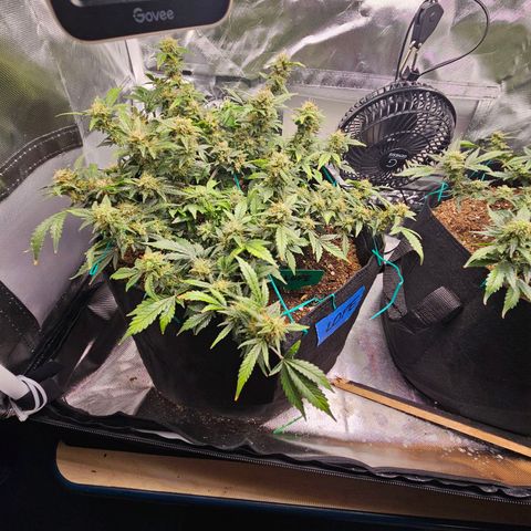 Chocolate mints og auto growlog timeline photo