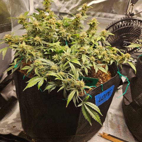 Chocolate mints og auto growlog timeline photo