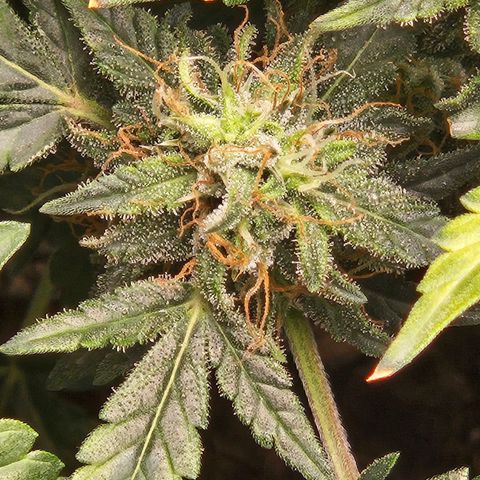 Chocolate mints og auto growlog timeline photo
