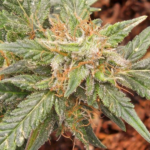 Chocolate mints og auto growlog timeline photo