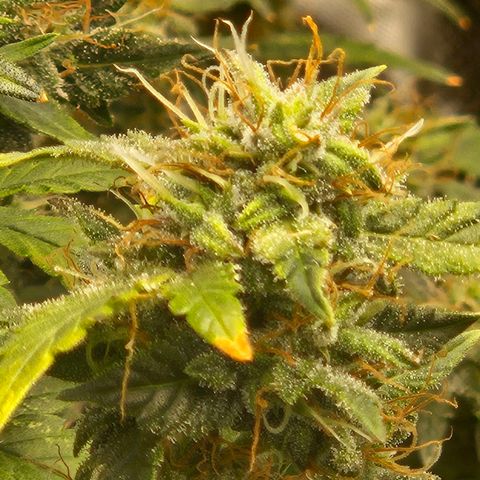 Chocolate mints og auto growlog timeline photo