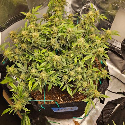 Chocolate mints og auto growlog timeline photo