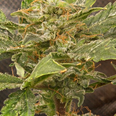Chocolate mints og auto growlog timeline photo