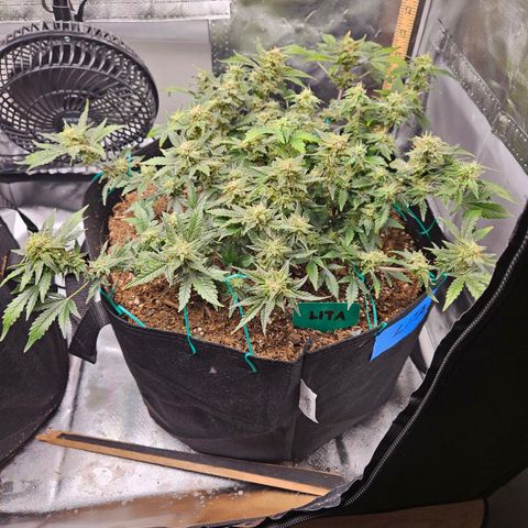 Chocolate mints og auto growlog timeline photo