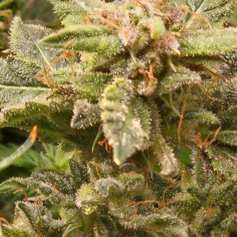Chocolate mints og auto growlog timeline photo