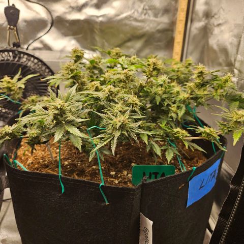 Chocolate mints og auto growlog timeline photo