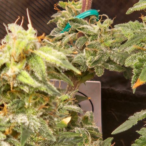 Chocolate mints og auto growlog timeline photo
