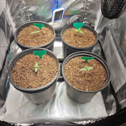 Red Velvet runtz  growlog timeline photo