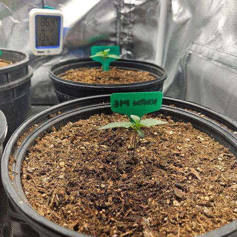 Red Velvet runtz  growlog timeline photo