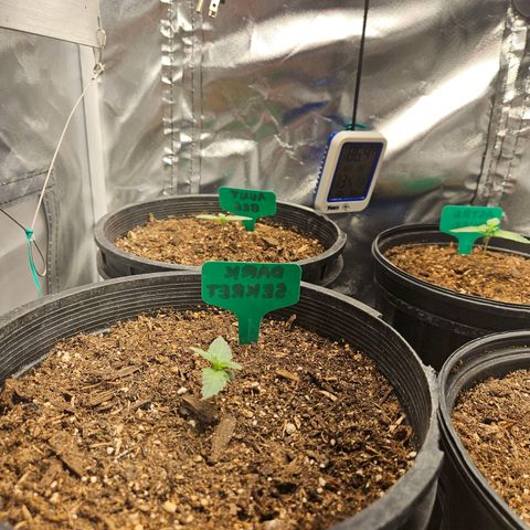 Red Velvet runtz  growlog timeline photo