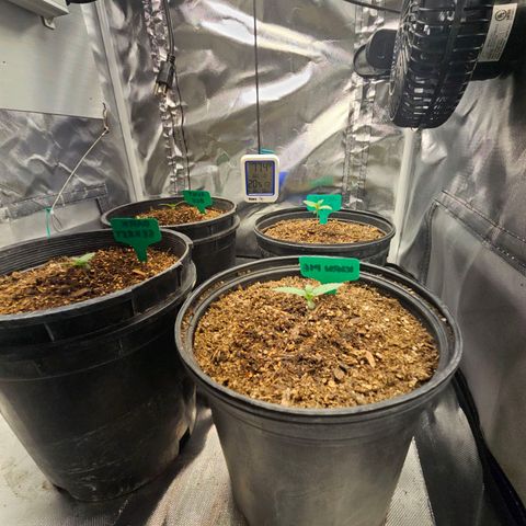 Red Velvet runtz  growlog photo: Moving right along