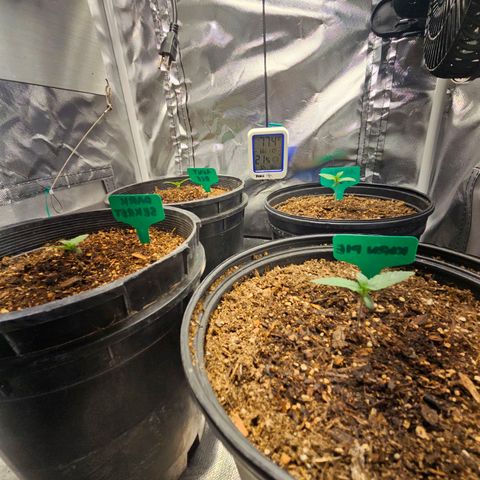 Red Velvet runtz  growlog photo: Moving right along