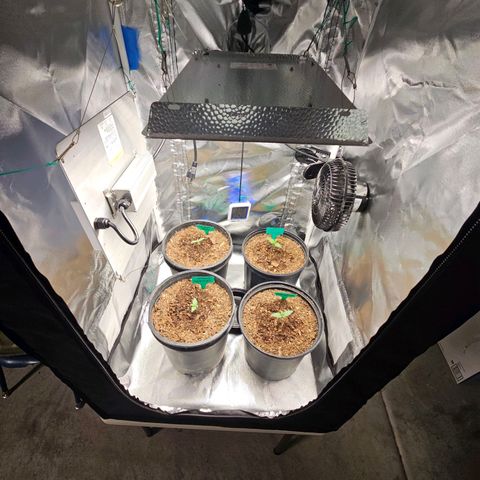 Red Velvet runtz  growlog photo: Moving right along