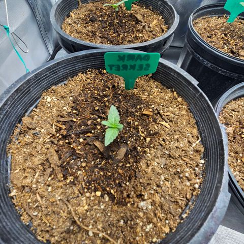 Red Velvet runtz  growlog photo: Moving right along