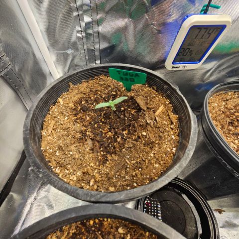 Red Velvet runtz  growlog photo: Moving right along