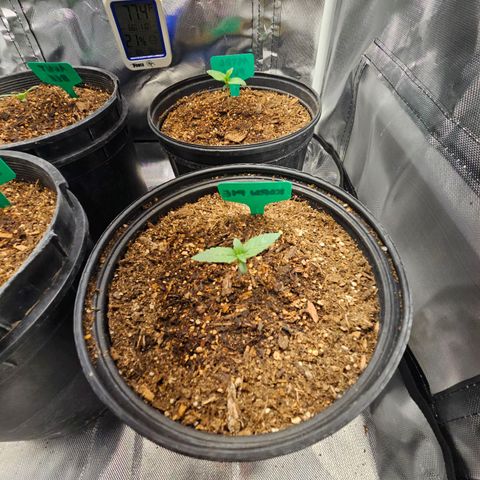 Red Velvet runtz  growlog photo: Moving right along
