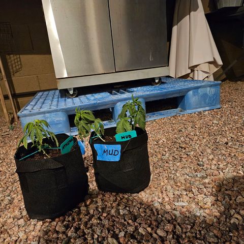 GREAT UNKNOWN  growlog photo: Clones and outdoor