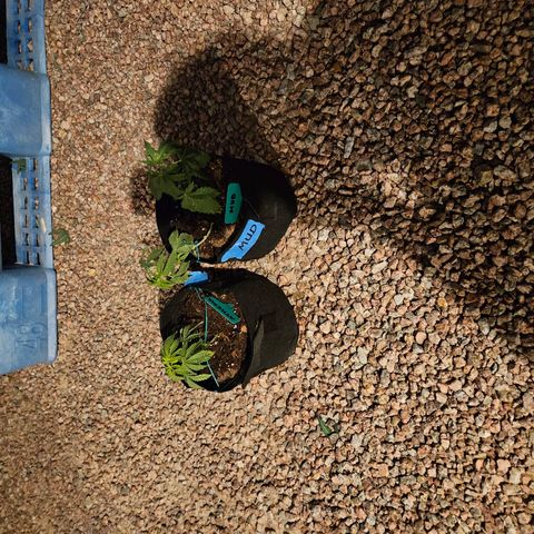 GREAT UNKNOWN  growlog photo: Clones and outdoor
