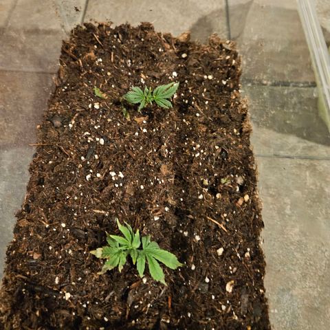 GREAT UNKNOWN  growlog photo: Clones and outdoor
