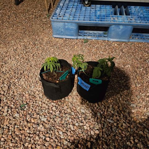 GREAT UNKNOWN  growlog photo: Clones and outdoor