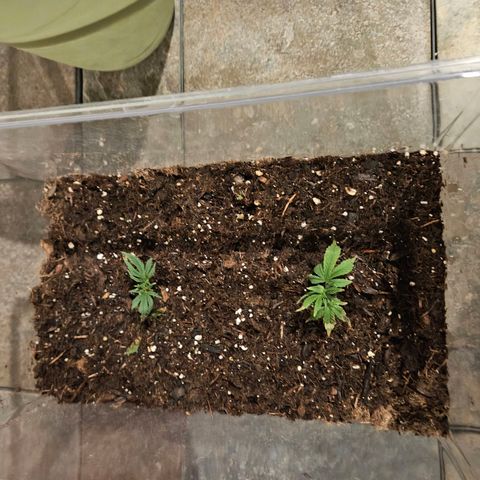 GREAT UNKNOWN  growlog photo: Clones and outdoor