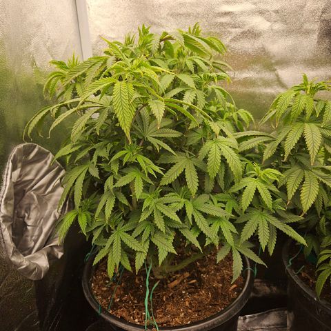 Shango church growlog photo: Mustard plug